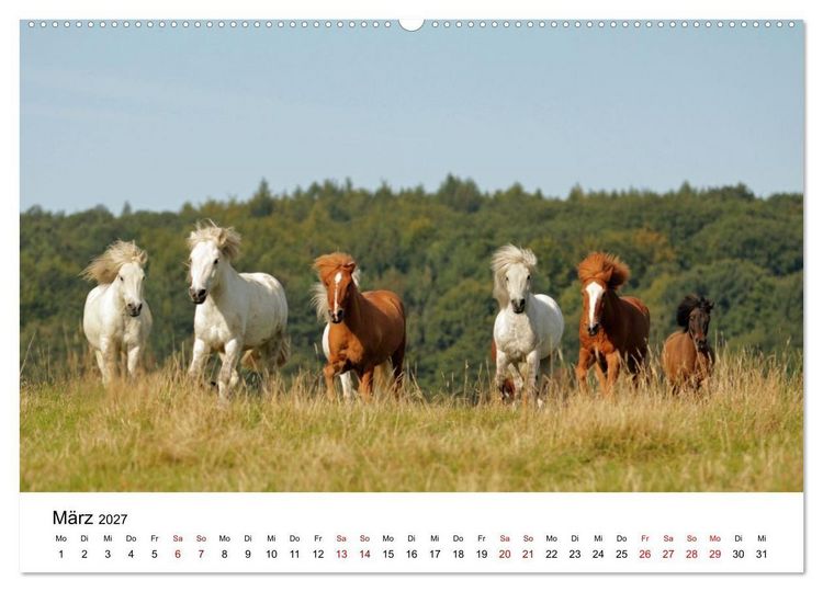 Produktbild: Islandpferde - Hufschlag aus Feuer und Eis (hochwertiger Premium Wandkalender 2027 DIN A2 quer), Kunstdruck in Hochglanz