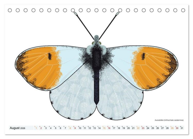 Produktbild: Schmetterlinge illustriert (Tischkalender 2026 DIN A5 quer), CALVENDO Monatskalender
