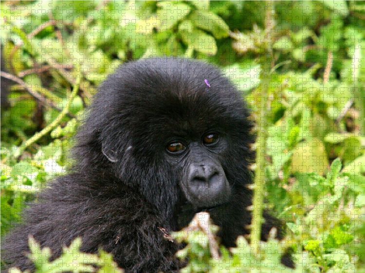 Produktbild: CALVENDO Puzzle Berggorilla in Ruanda | 1000 Teile Lege-Gr&ouml;&szlig;e 64x48cm Foto-Puzzle f&uuml;r gl&uuml;ckliche Stunden