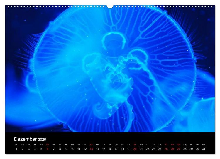 Produktbild: Quallen &bull; &Auml;therische Wunderwesen (hochwertiger Premium Wandkalender 2026 DIN A2 quer), Kunstdruck in Hochglanz