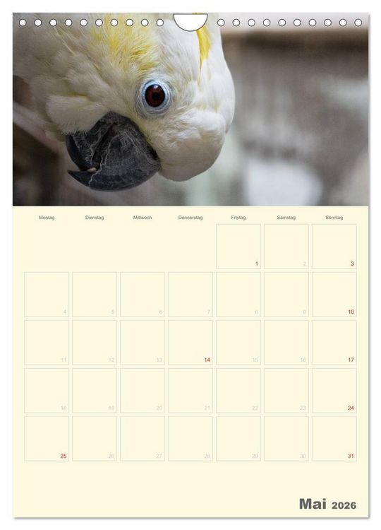 Produktbild: Kunterbunter Papageien-Planer (Wandkalender 2026 DIN A4 hoch), CALVENDO Monatskalender