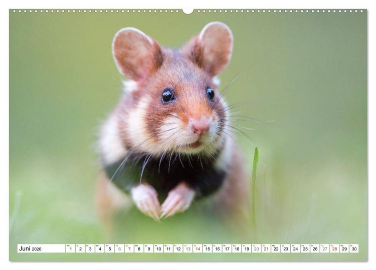 Produktbild: Herzige Feldhamster - farbenfrohe Nagetiere im st&auml;dtischen Lebensraum (hochwertiger Premium Wandkalender 2026 DIN A2 quer), Kunstdruck in Hochglanz