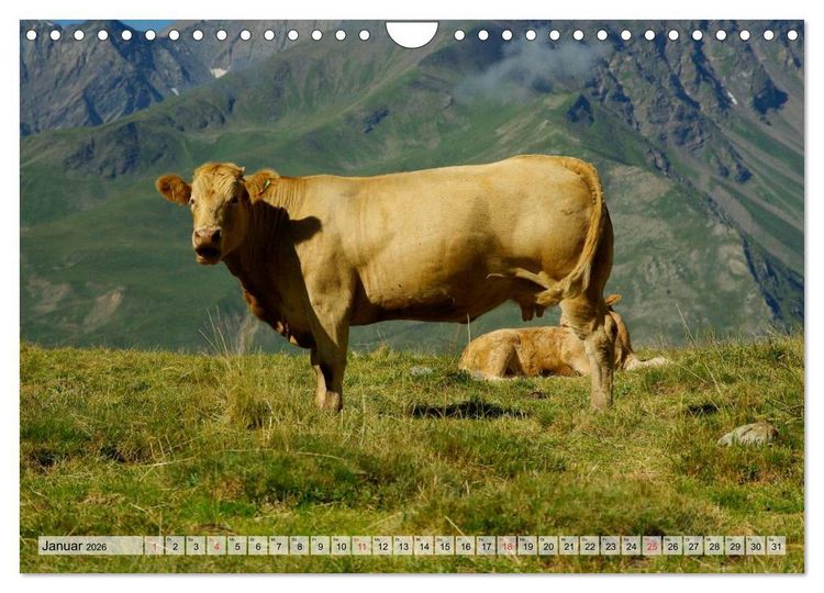 Produktbild: Gl&uuml;ckliche K&uuml;he auf saftigen Wiesen (Wandkalender 2026 DIN A4 quer), CALVENDO Monatskalender