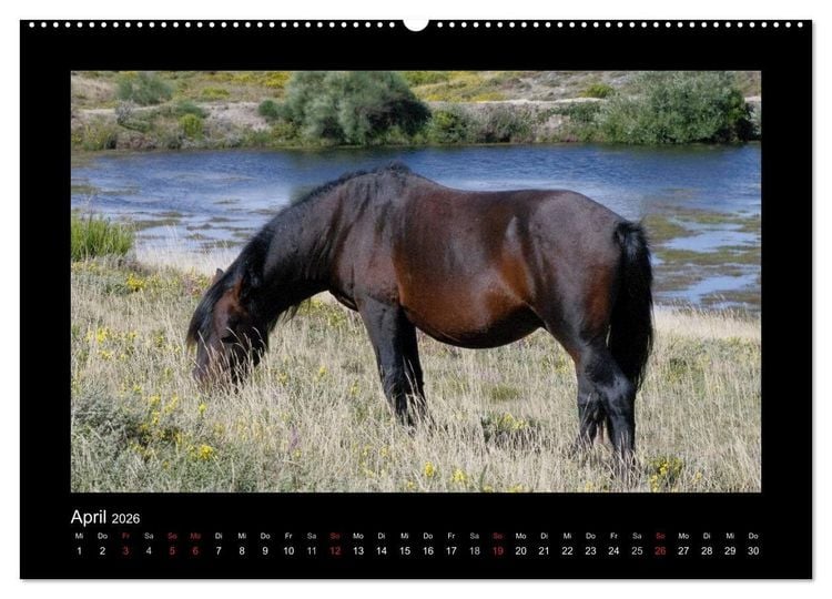 Produktbild: Garranos - Bedrohte Wildpferde Europas (Wandkalender 2026 DIN A2 quer), CALVENDO Monatskalender