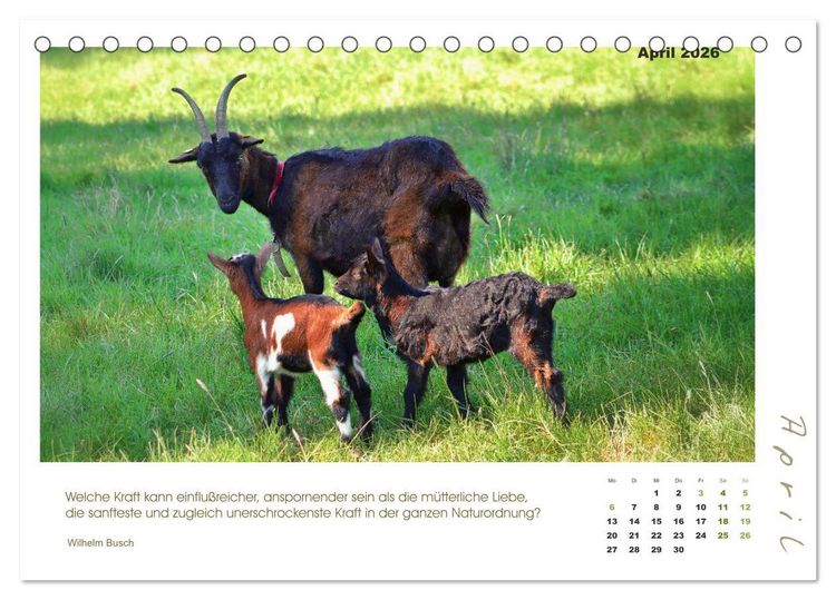 Produktbild: Mutterliebe - Ziegen mit ihren s&uuml;&szlig;en L&auml;mmern (Tischkalender 2026 DIN A5 quer), CALVENDO Monatskalender