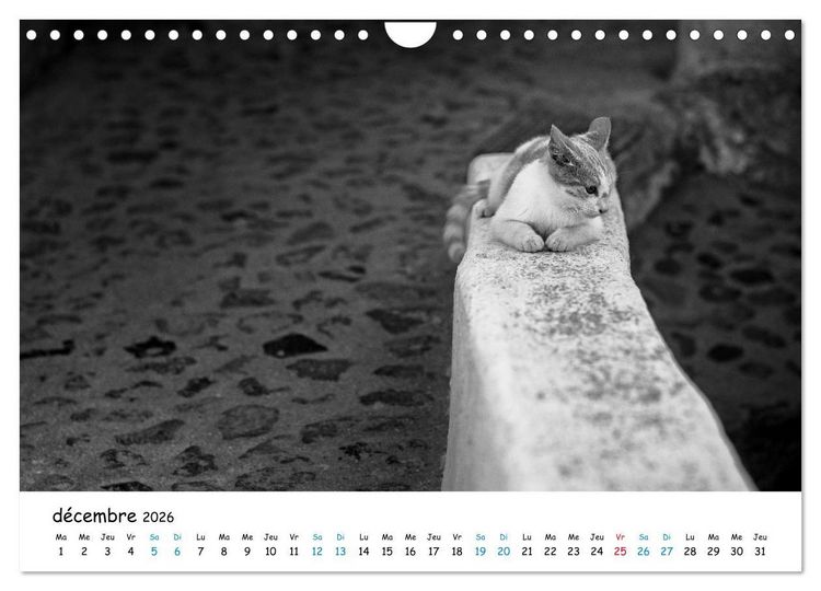 Produktbild: Chats de Santorin - Les princes d'Oia en noir et blanc (Calendrier mural 2026 DIN A4 vertical), CALVENDO calendrier mensuel