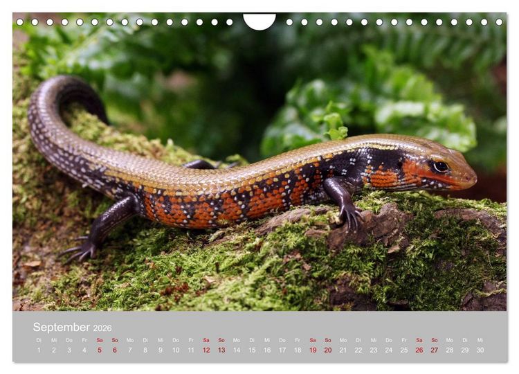 Produktbild: Terrarientiere (Wandkalender 2026 DIN A4 quer), CALVENDO Monatskalender
