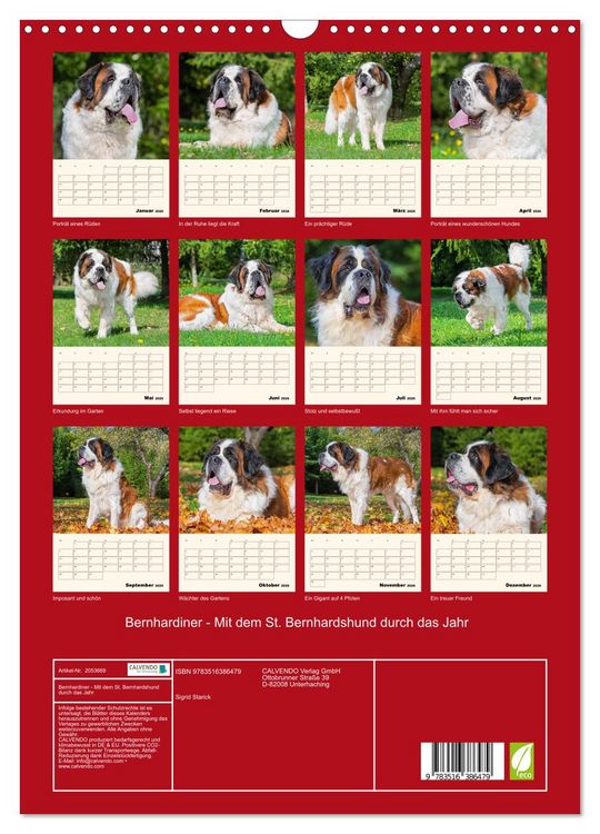 Produktbild: Bernhardiner - Mit dem St. Bernhardshund durch das Jahr (Wandkalender 2026 DIN A3 hoch), CALVENDO Monatskalender
