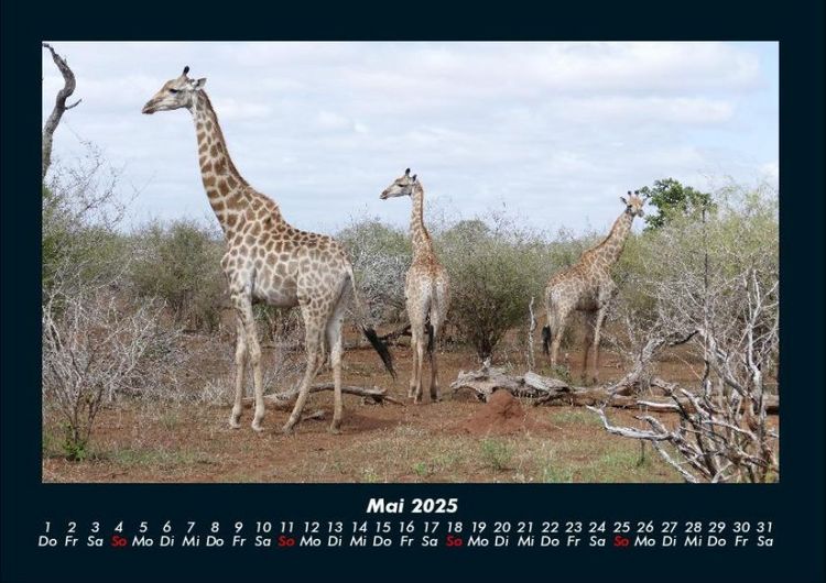 Produktbild: Giraffen 2025 Fotokalender DIN A4
