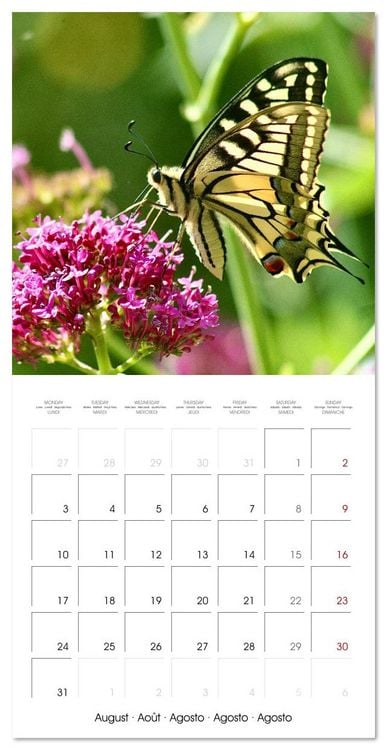 Produktbild: Gentle butterflies (Wall Calendar 2026 12 &times; 12 Inch) CALVENDO 12 Month Wall Calendar