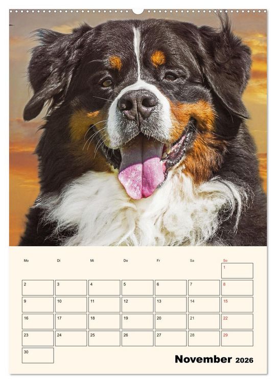 Produktbild: Traumhaft sch&ouml;n - Der Berner Sennenhund (Wandkalender 2026 DIN A2 hoch), CALVENDO Monatskalender