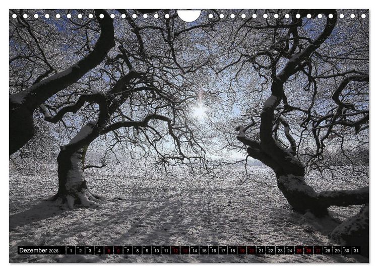 Produktbild: Die S&uuml;ntelbuchenallee (Wandkalender 2026 DIN A4 quer), CALVENDO Monatskalender