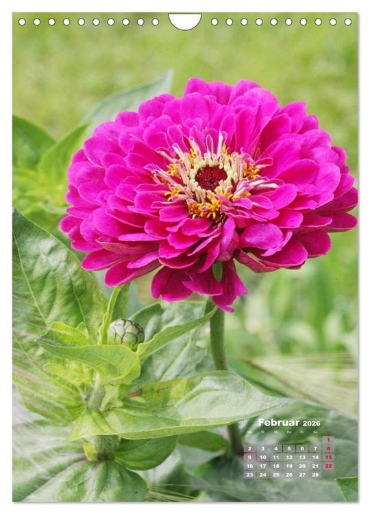 Produktbild: Zinnien im Garten (Wandkalender 2026 DIN A4 hoch), CALVENDO Monatskalender