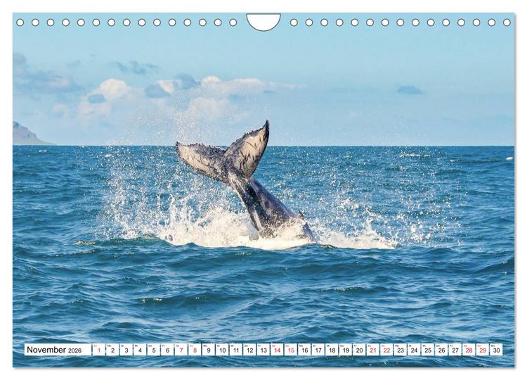 Produktbild: Boa Vista - die drittgr&ouml;&szlig;te Kapverdische Insel (Wandkalender 2026 DIN A4 quer), CALVENDO Monatskalender