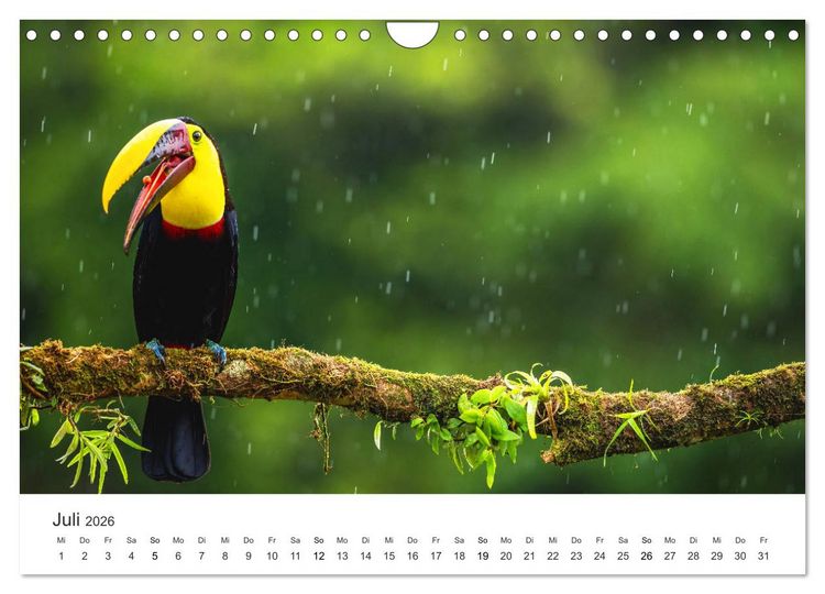 Produktbild: Costa Rica - exotische Tierwelt und unber&uuml;hrte Natur (Wandkalender 2026 DIN A4 quer), CALVENDO Monatskalender