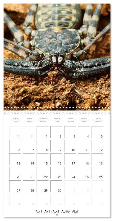 Produktbild: Spider synphony (Wall Calendar 2026 12 &times; 12 Inch) CALVENDO 12 Month Wall Calendar