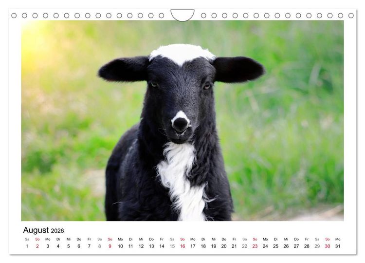 Produktbild: Sch&auml;fchen z&auml;hlen - Mit Schafen durchs Jahr (Wandkalender 2026 DIN A4 quer), CALVENDO Monatskalender