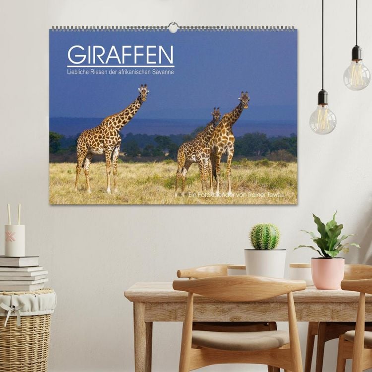 Produktbild: GIRAFFEN - Liebliche Riesen der afrikanischen Savanne (Wandkalender 2026 DIN A2 quer), CALVENDO Monatskalender
