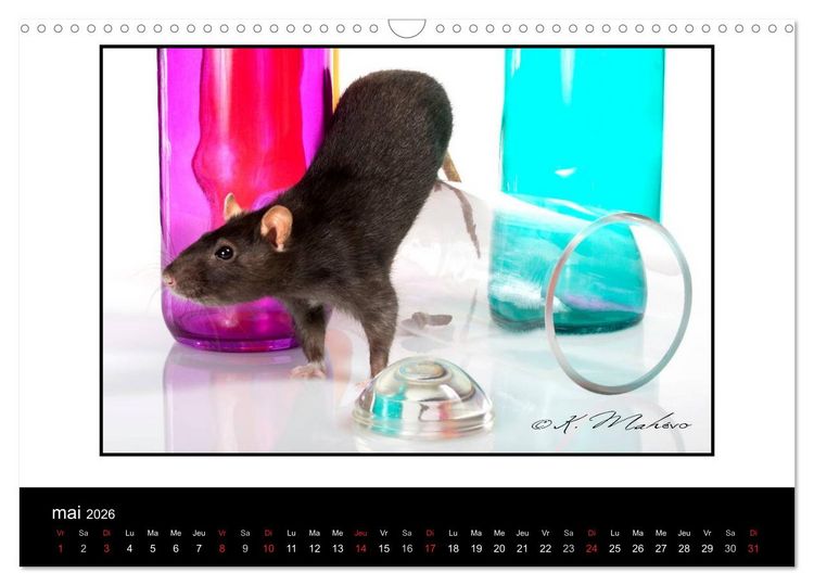 Produktbild: Ratte Ouille (Calendrier mural 2026 DIN A3 vertical), CALVENDO calendrier mensuel