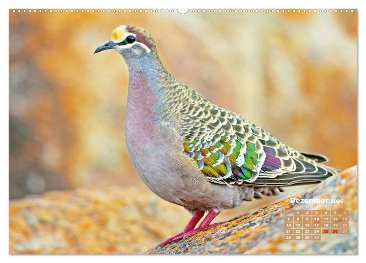 Produktbild: Tauben: vielfarbiges Gefieder und pr&auml;chtige Federkrone (hochwertiger Premium Wandkalender 2026 DIN A2 quer), Kunstdruck in Hochglanz
