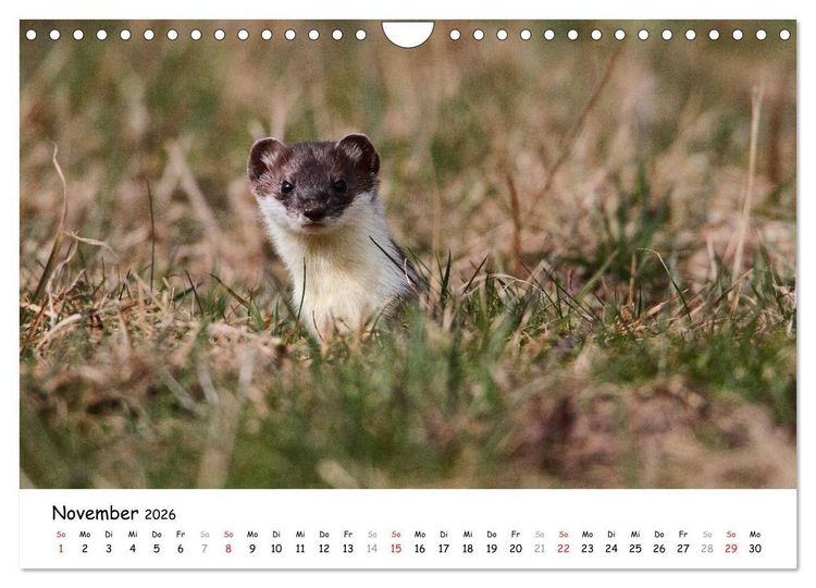 Produktbild: Hermelin - das wieselflinke Raubtier (Wandkalender 2026 DIN A4 quer), CALVENDO Monatskalender