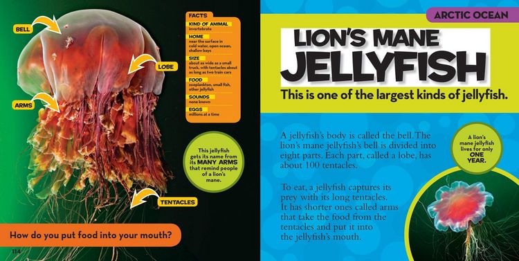 Produktbild: National Geographic Little Kids First Big Book of the Ocean