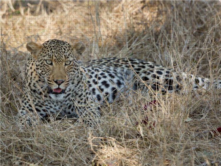 Produktbild: CALVENDO Puzzle Leopard 1000 Teile Lege-Gr&ouml;&szlig;e 64 x 48 cm Foto-Puzzle Bild von Johann Sch&ouml;rkhuber