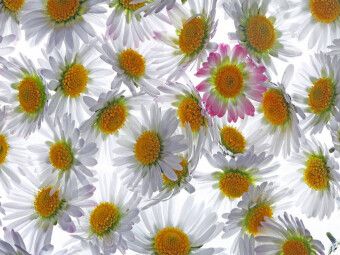 Produktbild: CALVENDO Puzzle G&auml;nsebl&uuml;mchen | 1000 Teile Lege-Gr&ouml;&szlig;e 64x48cm Foto-Puzzle f&uuml;r gl&uuml;ckliche Stunden