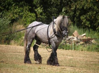 Produktbild: Trait Poitevin (Puzzle)