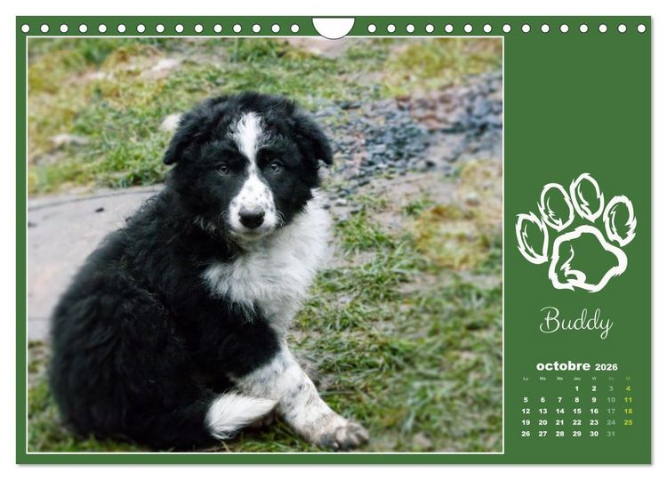 Produktbild: Border collie puppies (Calendrier mural 2026 DIN A4 vertical), CALVENDO calendrier mensuel