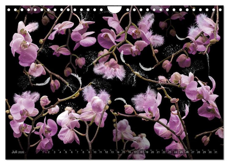 Produktbild: Orchidea (Wandkalender 2026 DIN A4 quer), CALVENDO Monatskalender