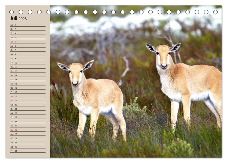 Produktbild: Afrikas wildes Kinderzimmer (Tischkalender 2026 DIN A5 quer), CALVENDO Monatskalender