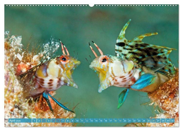 Produktbild: Fischparadies Riff (hochwertiger Premium Wandkalender 2026 DIN A2 quer), Kunstdruck in Hochglanz