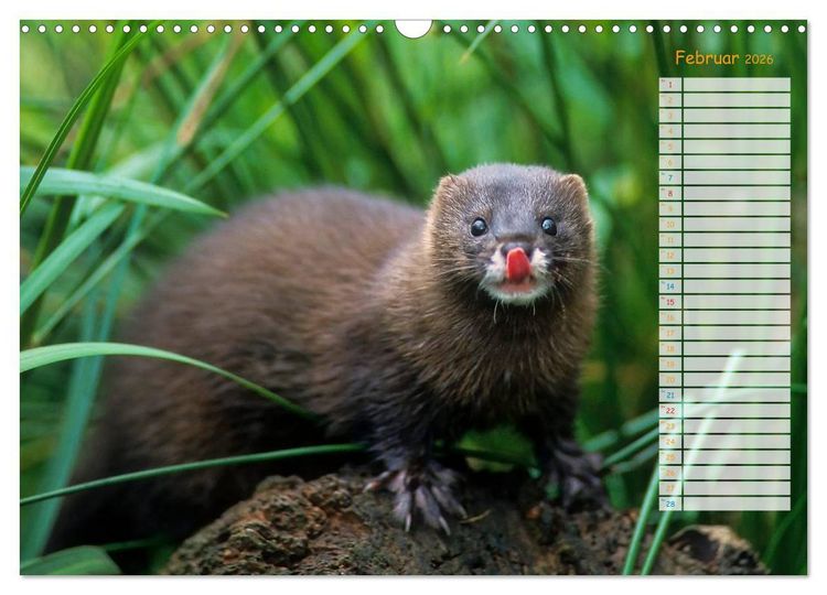 Produktbild: Tiere des Waldes (Wandkalender 2026 DIN A3 quer), CALVENDO Monatskalender