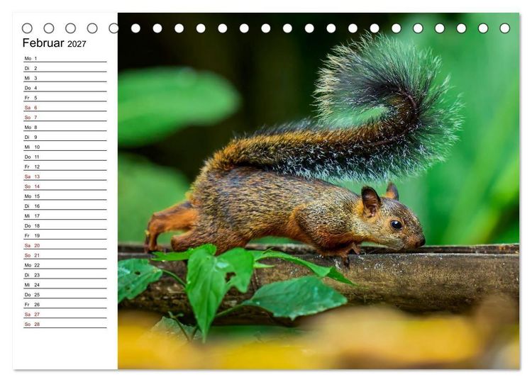 Produktbild: Costa Rica &ndash; Tierparadies im Regenwald (Tischkalender 2027 DIN A5 quer), CALVENDO Monatskalender