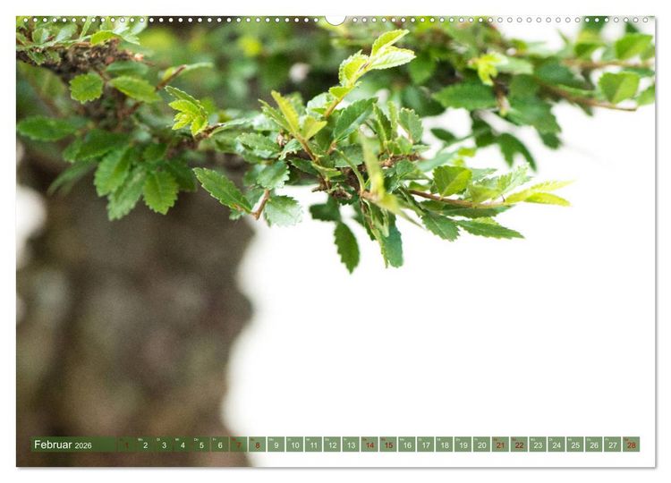 Produktbild: Bonsai ganz nah (Wandkalender 2026 DIN A2 quer), CALVENDO Monatskalender