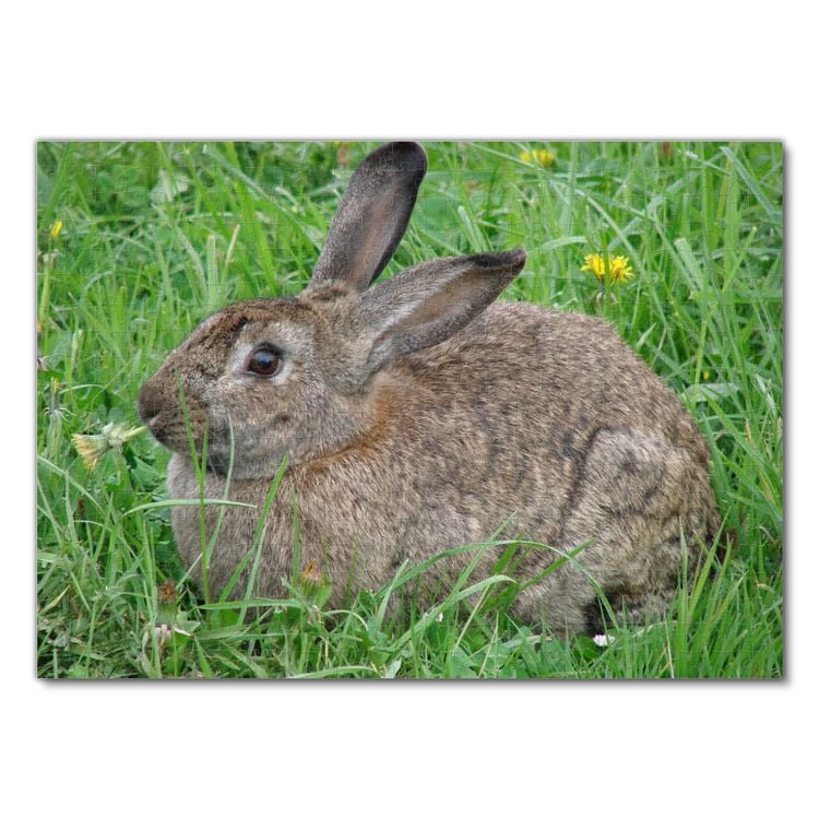 Produktbild: Lais Puzzle Kaninchen 500 Teile