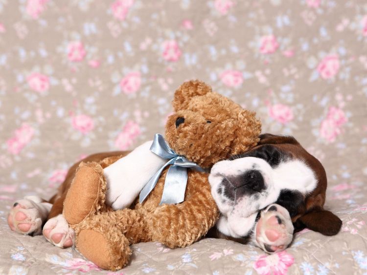 Produktbild: CALVENDO Puzzle Deutscher Boxer Welpe / German Boxer Puppy 1000 Teile Lege-Gr&ouml;&szlig;e 64 x 48 cm Foto-Puzzle Bild von Jeanette Hutfluss