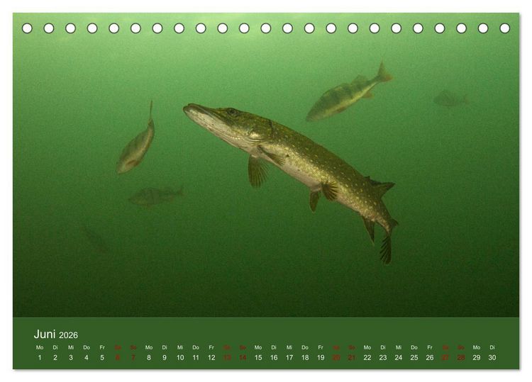 Produktbild: Faszination S&uuml;sswasser (Tischkalender 2026 DIN A5 quer), CALVENDO Monatskalender