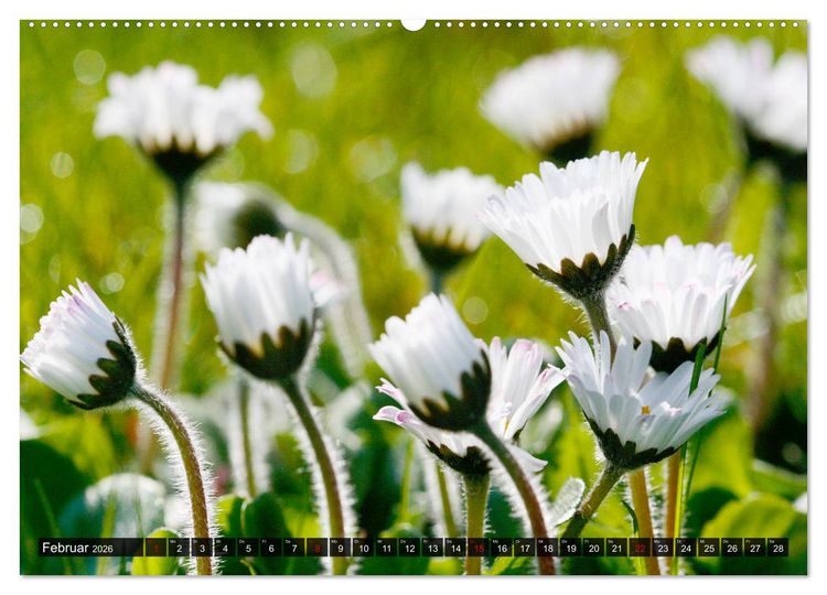 Produktbild: Auf Augenh&ouml;he mit G&auml;nsebl&uuml;mchen (hochwertiger Premium Wandkalender 2026 DIN A2 quer), Kunstdruck in Hochglanz