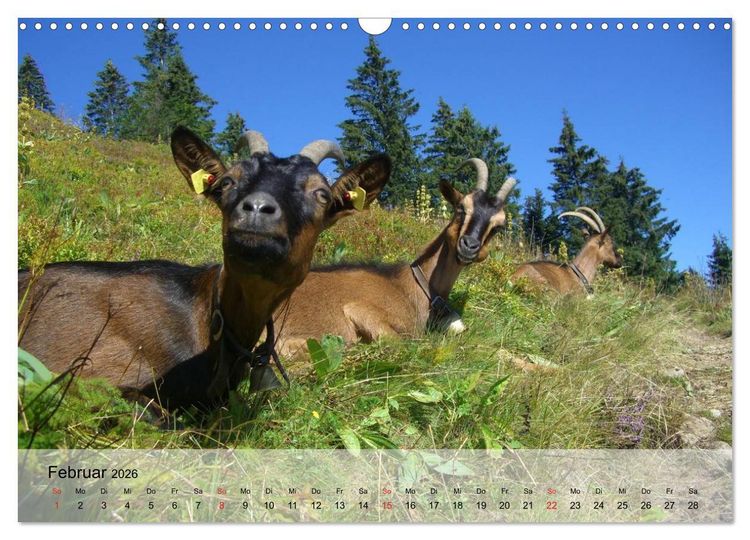 Produktbild: Ziegen. Kluge Freigeister (Wandkalender 2026 DIN A3 quer), CALVENDO Monatskalender