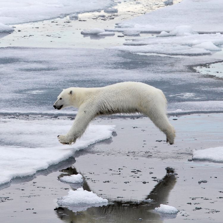 Produktbild: Eisb&auml;ren / Polar Bears 2027