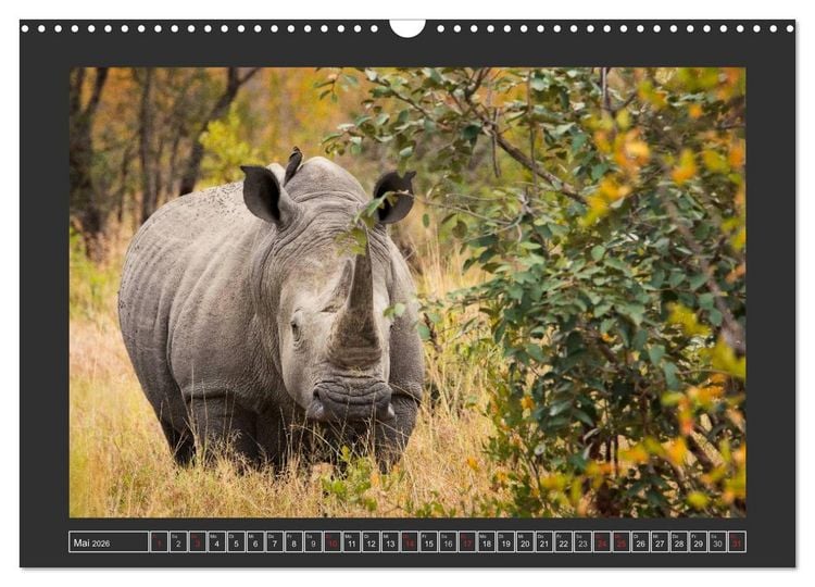 Produktbild: Das Wei&szlig;e Nashorn (Wandkalender 2026 DIN A3 quer), CALVENDO Monatskalender