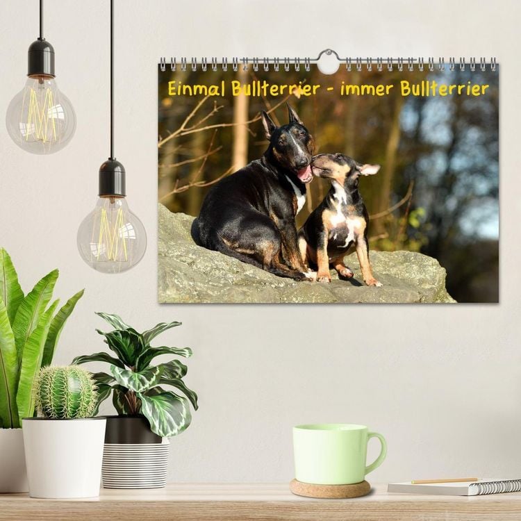 Produktbild: Einmal Bullterrier - immer Bullterrier (Wandkalender 2027 DIN A4 quer), CALVENDO Monatskalender