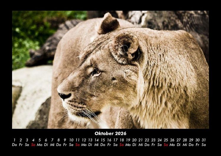 Produktbild: L&ouml;wen in der Wildnis 2026 Fotokalender DIN A3