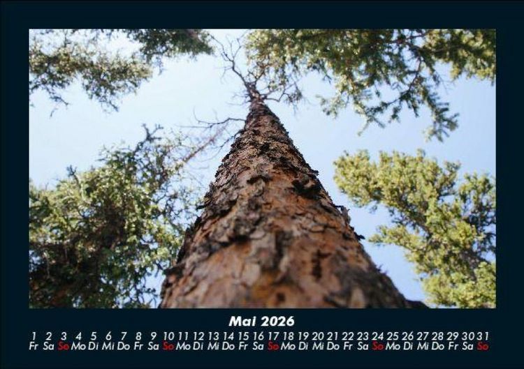 Produktbild: B&auml;ume 2026 Fotokalender DIN A5