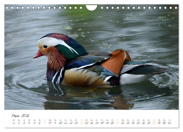 Produktbild: Mandarinenenten, die Liebe zur Natur (Wandkalender 2026 DIN A4 quer), CALVENDO Monatskalender