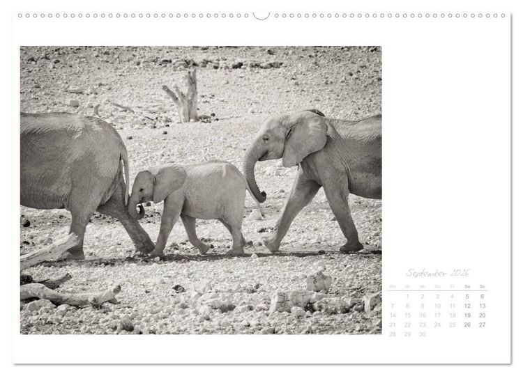 Produktbild: Elefanten in Etosha (Wandkalender 2026 DIN A2 quer), CALVENDO Monatskalender
