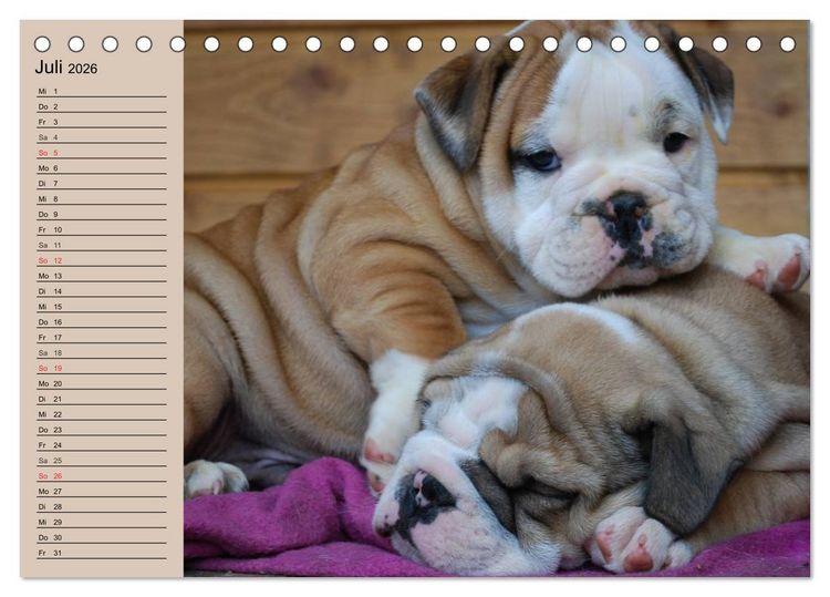Produktbild: Bulldoggen-Kinder (Tischkalender 2026 DIN A5 quer), CALVENDO Monatskalender