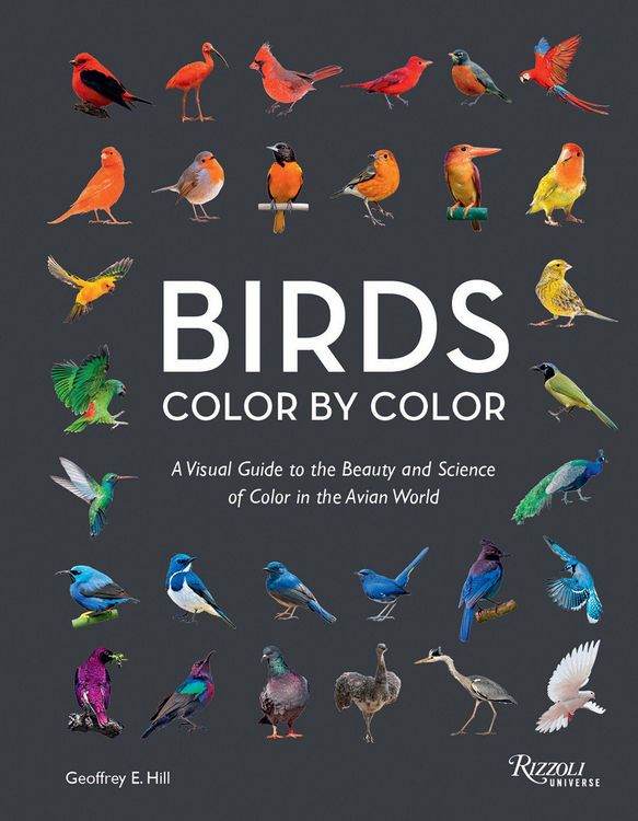 Produktbild: Birds Color by Color